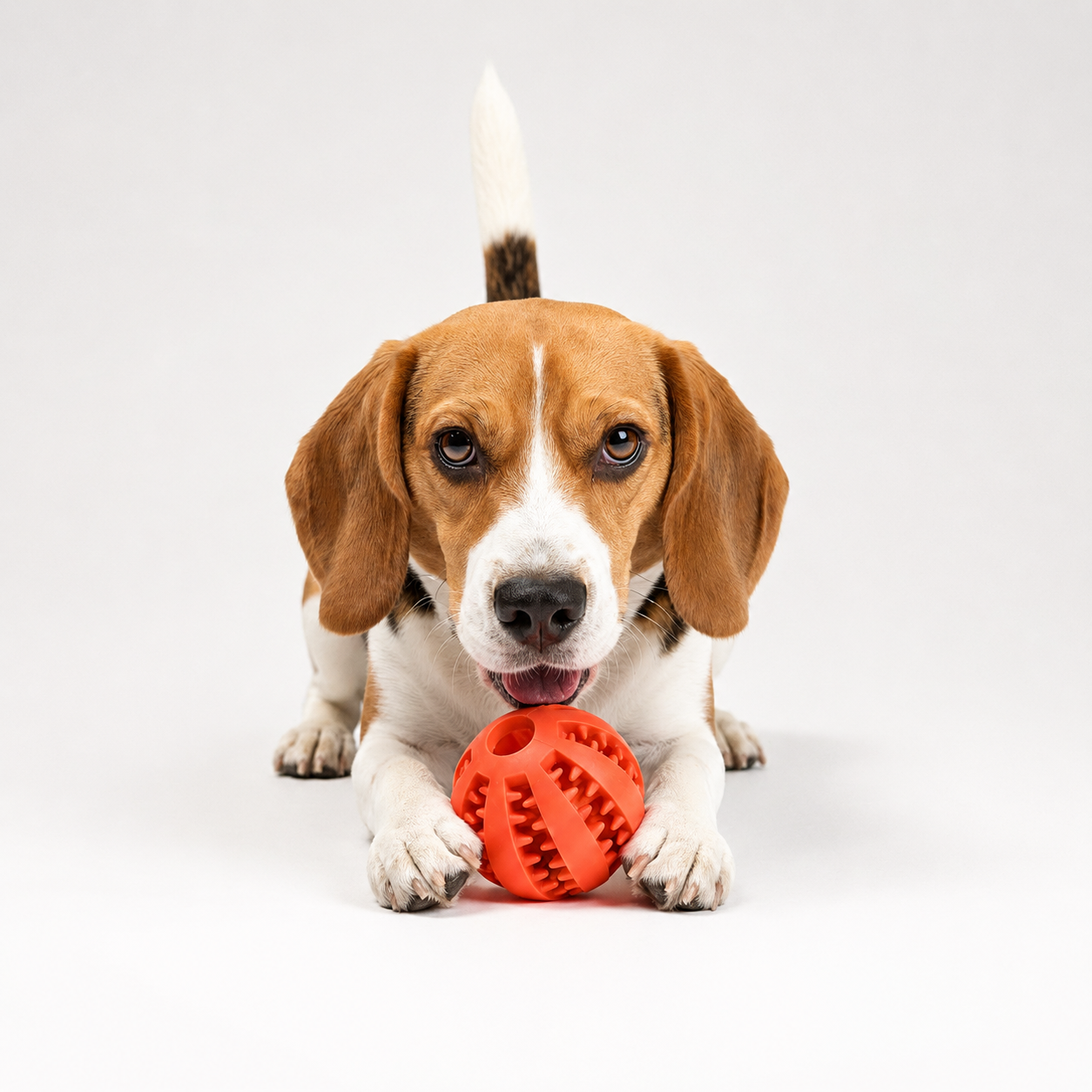 Toys & Enrichment